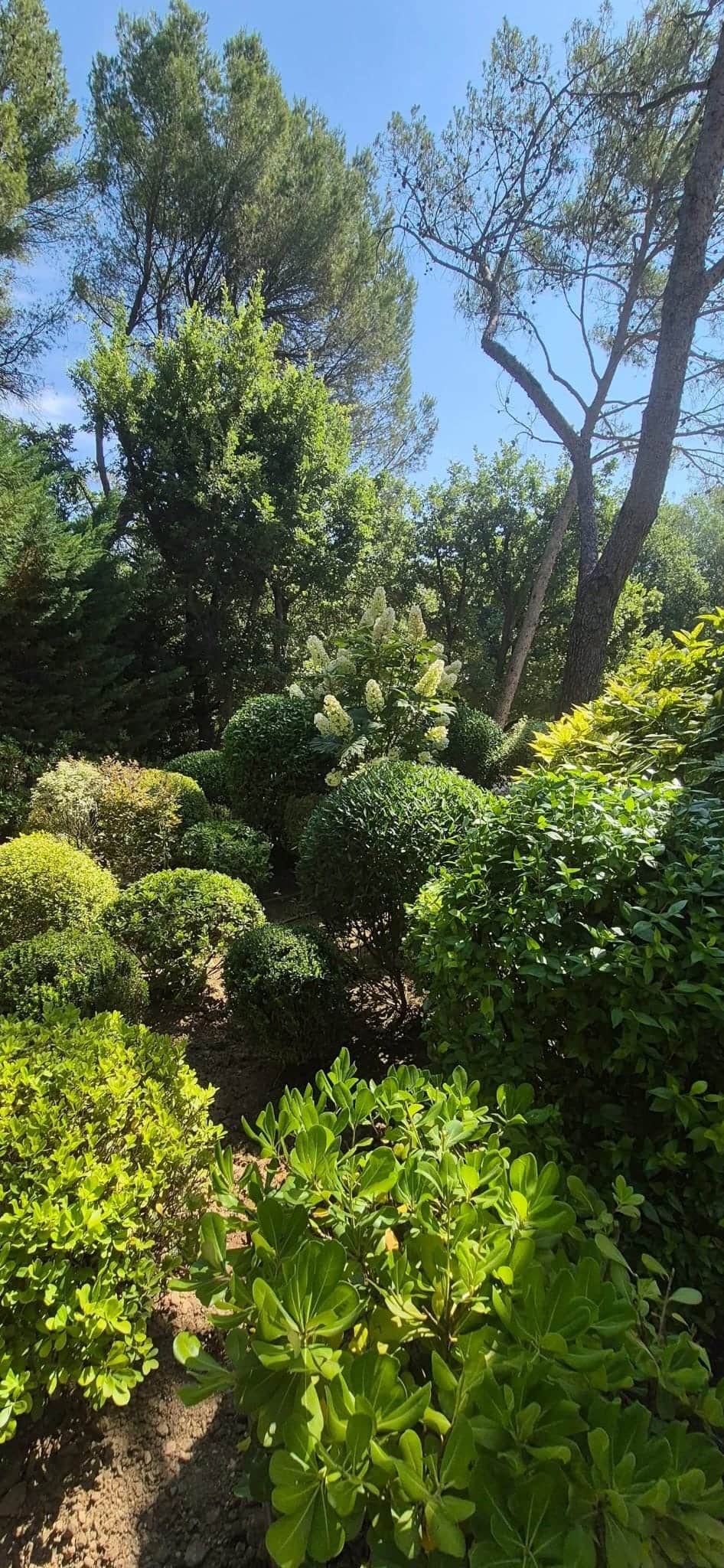 Taille d'arbustes en forme de boules et entretien de massifs par Jardin Aixeption, paysagiste à Aix-en-Provence