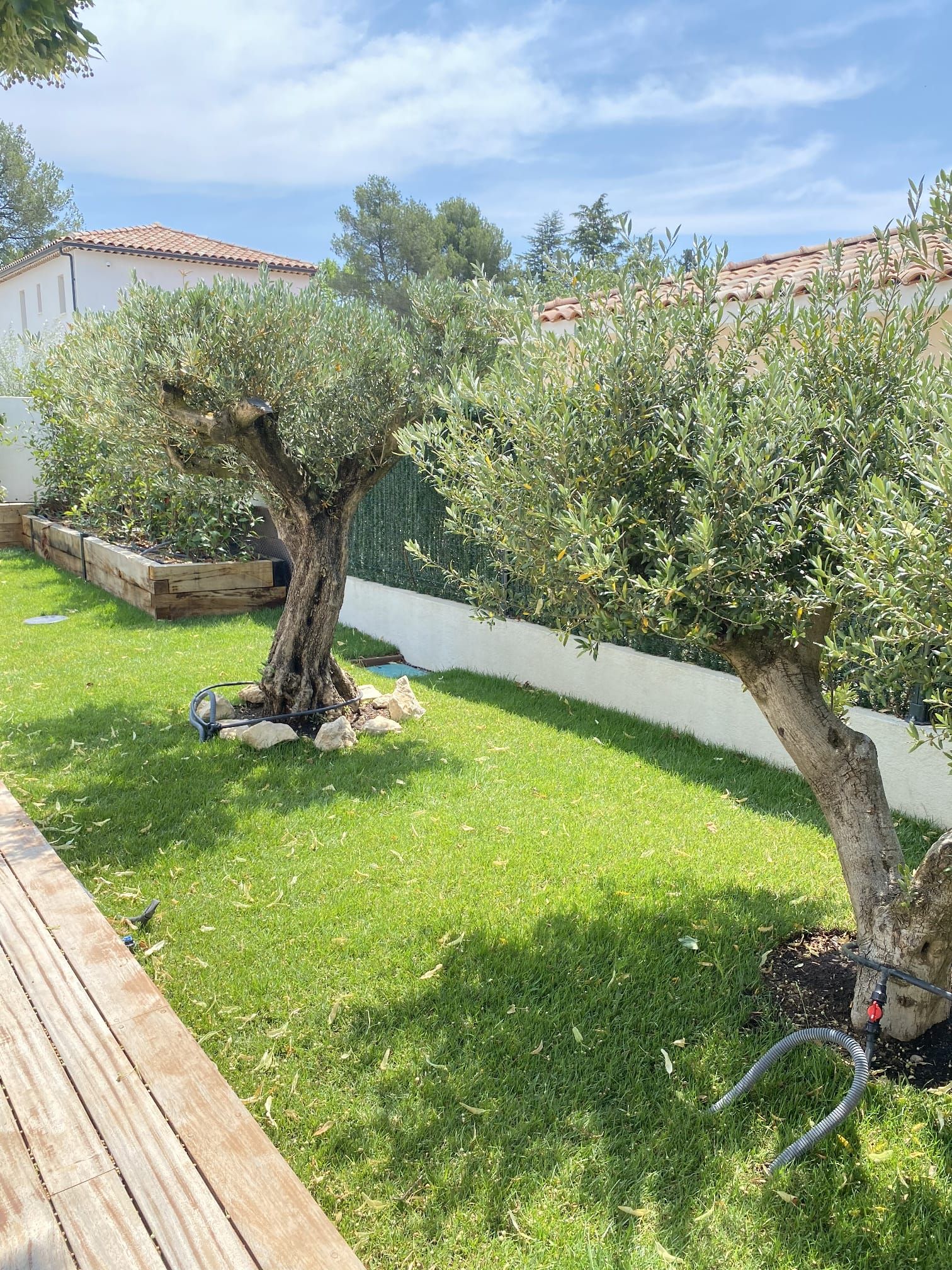 Création d'un jardin avec pelouse et oliviers à Aix-en-Provence.