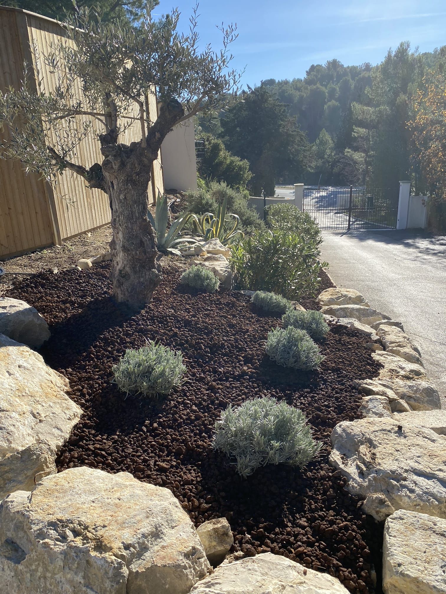 Création d'un massif avec un olivier à Aix-en-Provence