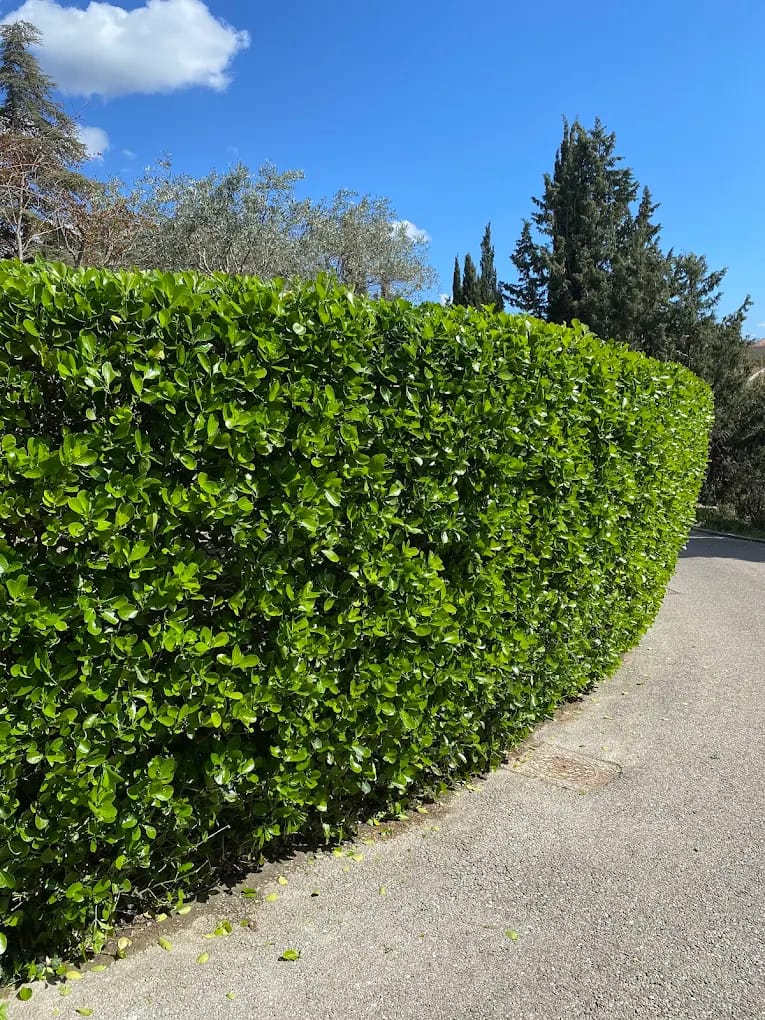 Taille de haie en bordure d'allée et d'accès routier, finition régulière et professionnelle à Aix-en-Provence
