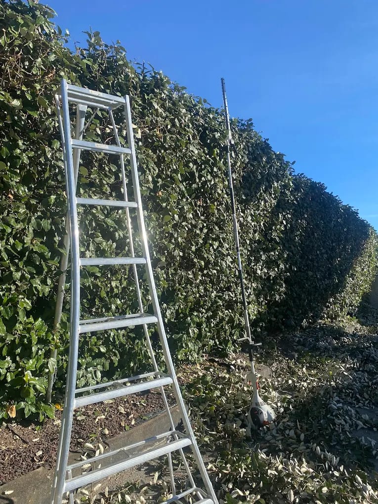 Taille de haies hautes avec échelle et outils professionnels, entretien de grands volumes par Jardin Aixeption à Aix-en-Provence