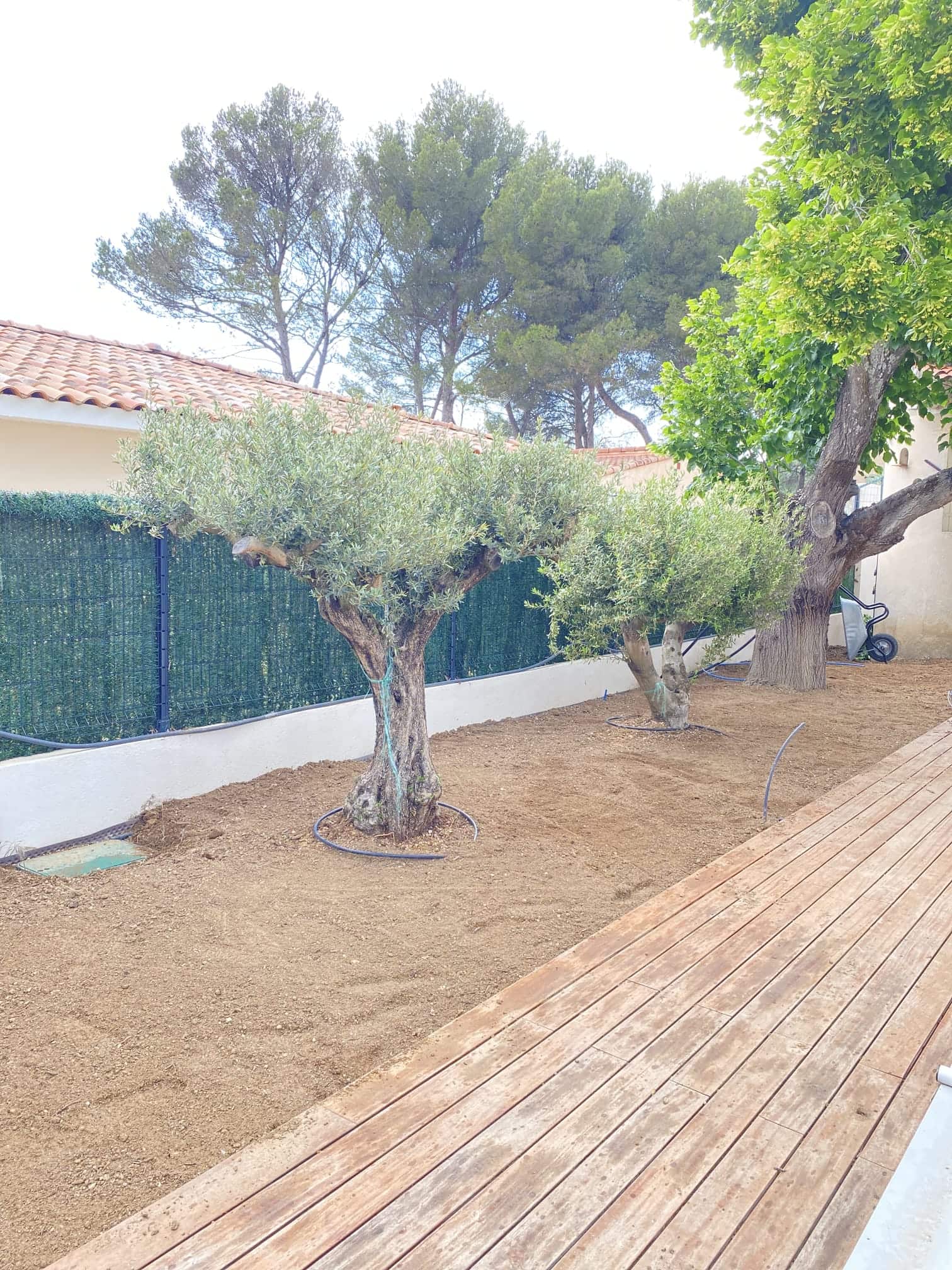 Aménagement paysager avec oliviers et terrasse en bois, création de jardin méditerranéen par Jardin Aixeption à Aix-en-Provence